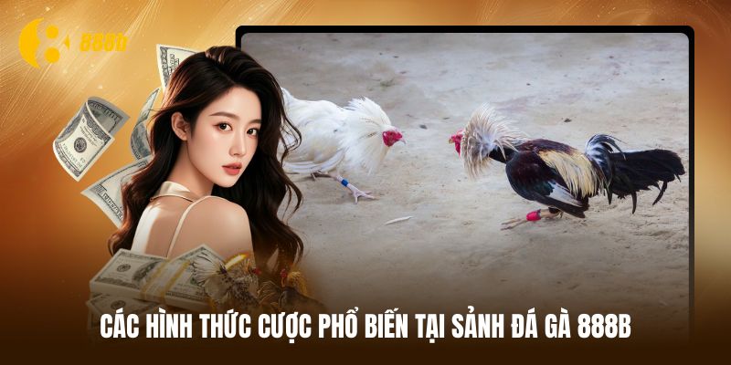 Tìm hiểu ý nghĩa của các cửa dự đoán kết quả đá gà