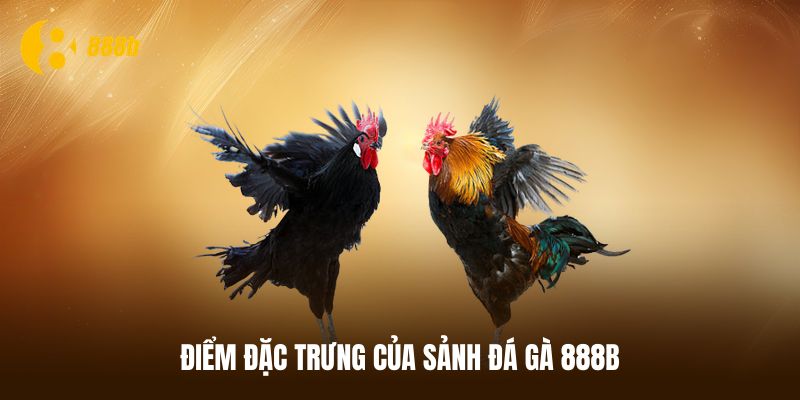 Hầu hết các trận đá gà 888B đều diễn ra rất nhanh